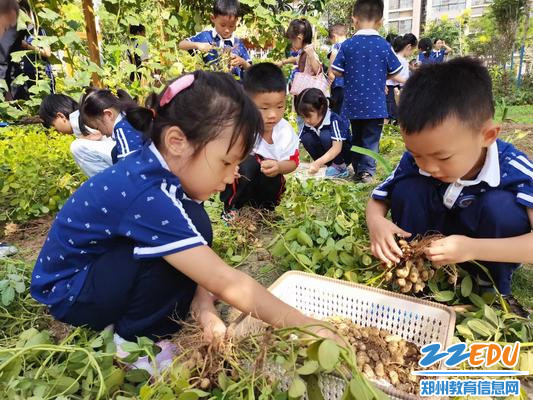中班的孩子正在体验拔花生