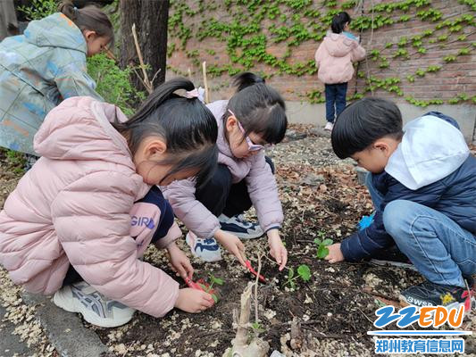 2.3我们小心翼翼的移栽南瓜苗
