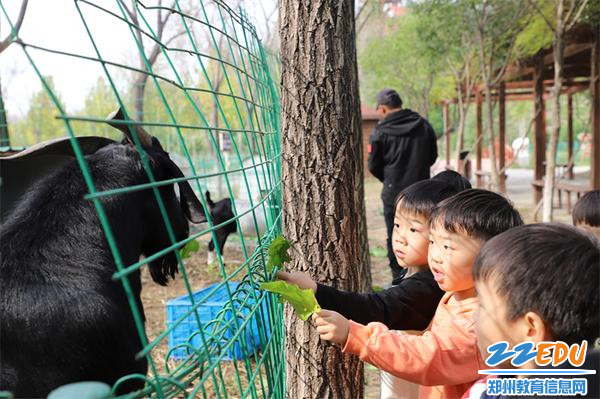 4.给山羊伯伯投喂“美食”