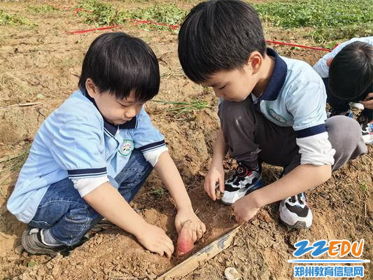 10.在红薯地里挖呀挖呀挖
